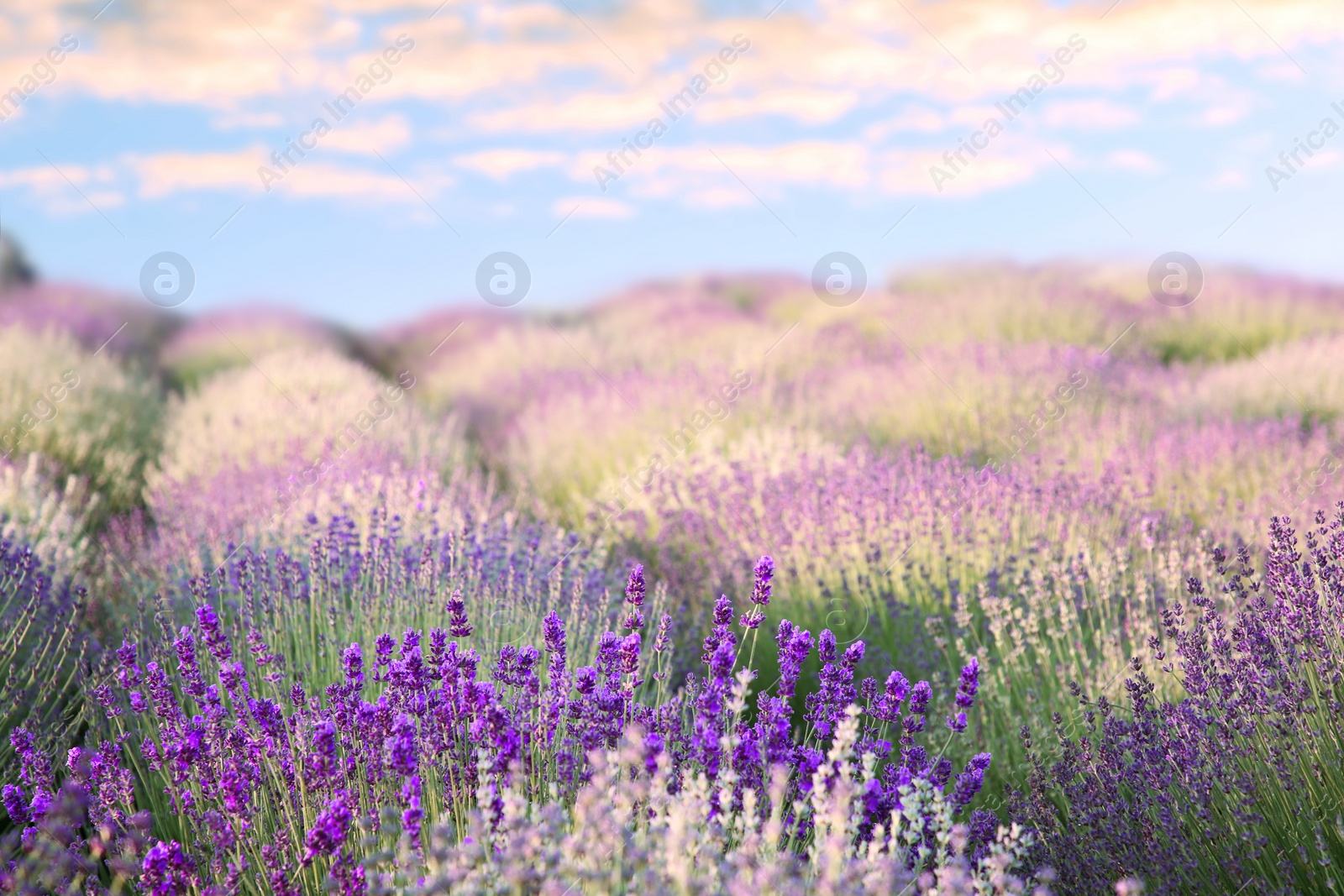 Image of Beautiful lavender meadow under blue sky, selective focus