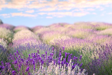 Image of Beautiful lavender meadow under blue sky, selective focus