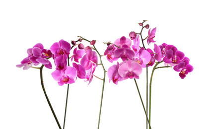 Image of Set of beautiful tropical orchid flowers on white background