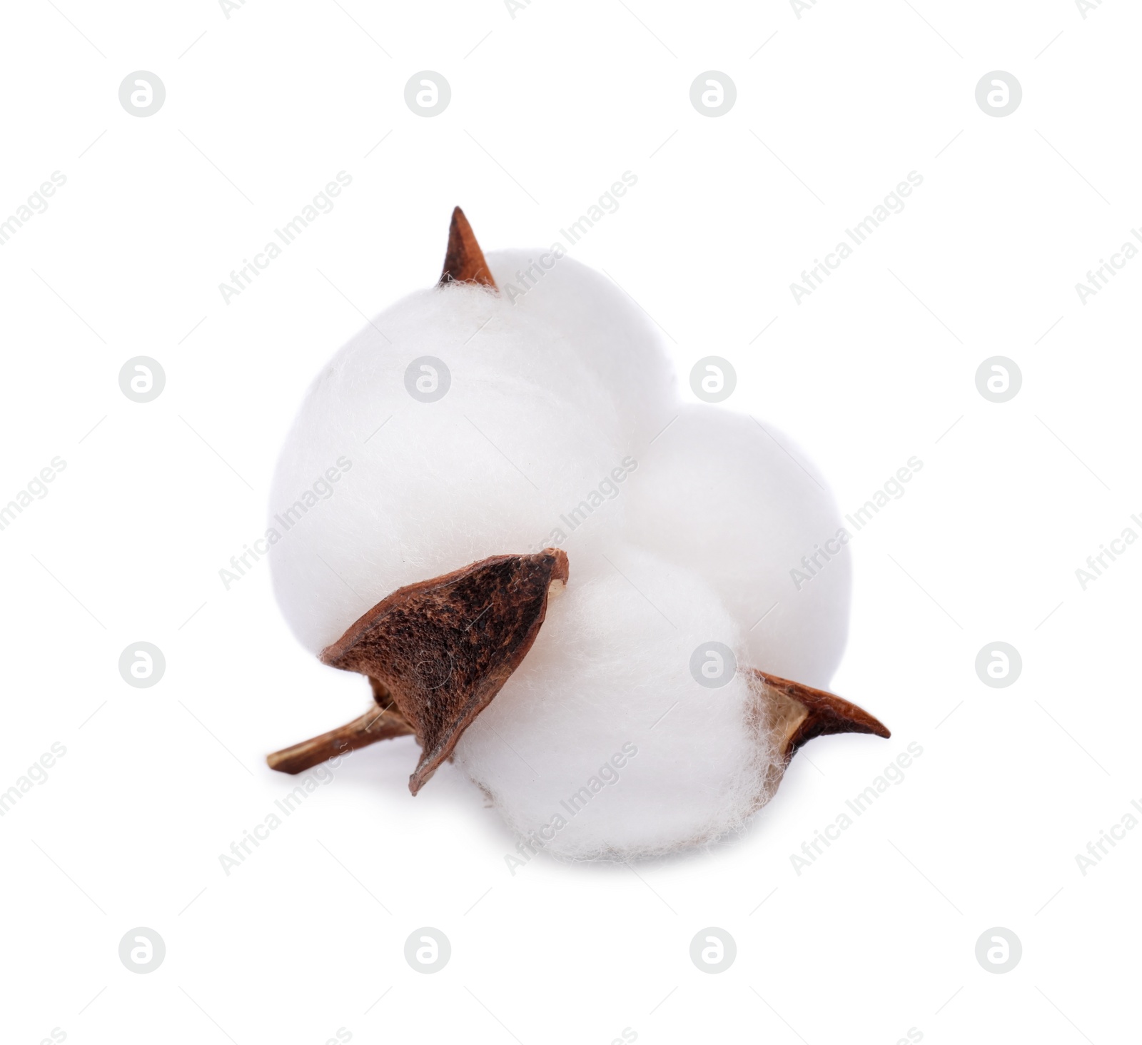 Photo of Beautiful fluffy cotton flower isolated on white