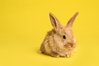 Photo of Adorable furry Easter bunny on color background, space for text