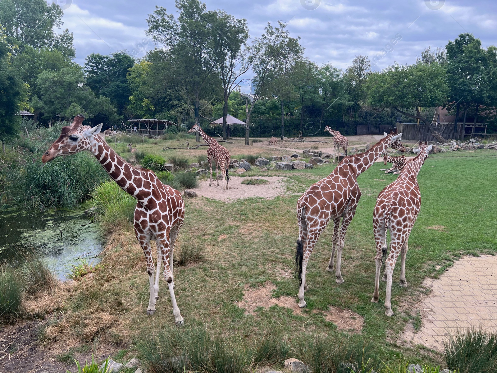 Photo of Rotterdam, Netherlands - August 27, 2022: Group of beautiful giraffes in zoo enclosure