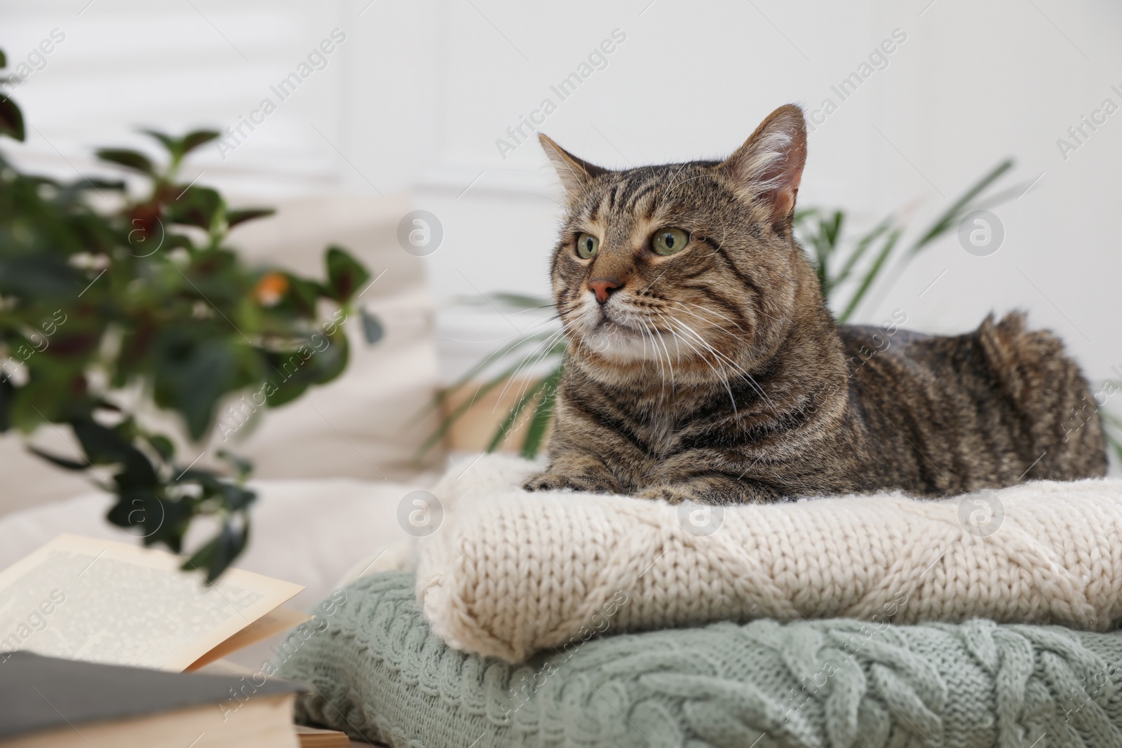 Photo of Cute tabby cat on stack of knitted plaids indoors