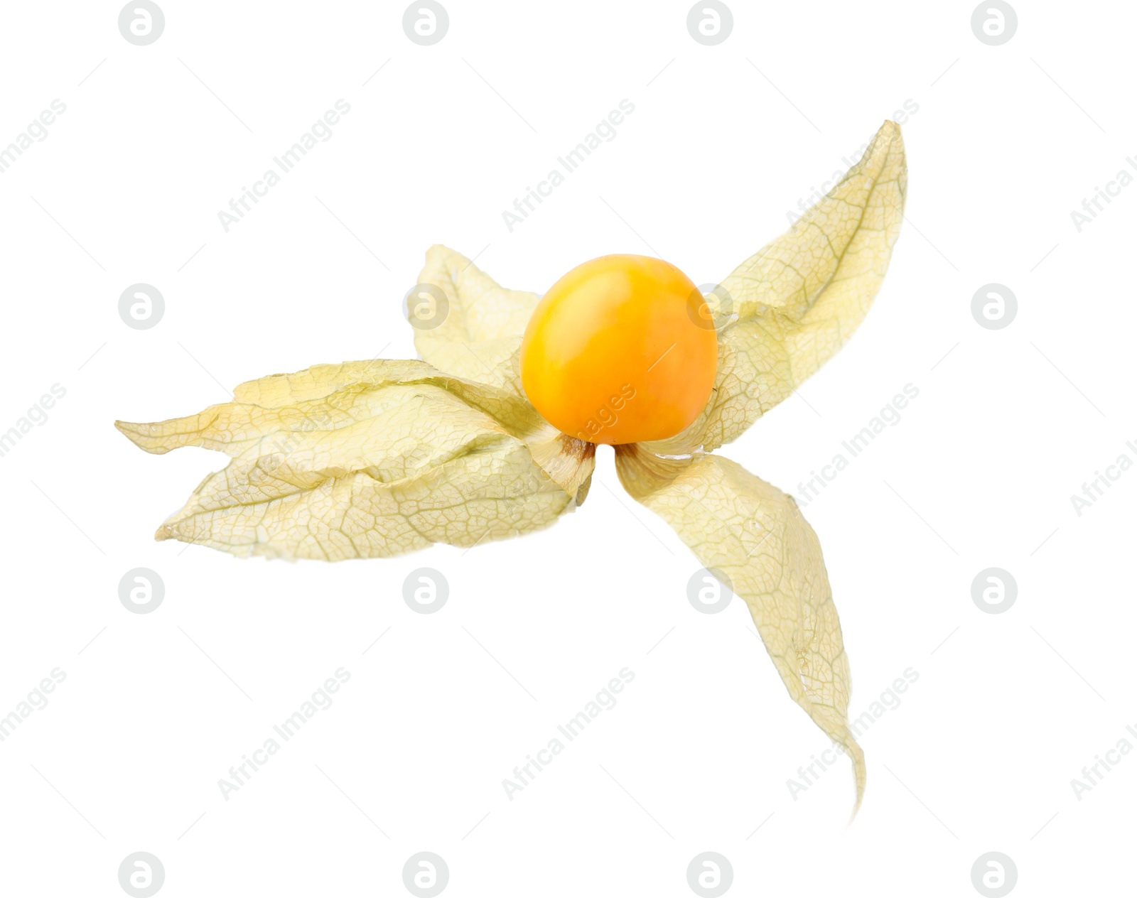 Photo of Ripe physalis fruit with calyx isolated on white