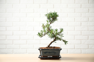 Japanese bonsai plant on wooden table. Creating zen atmosphere at home