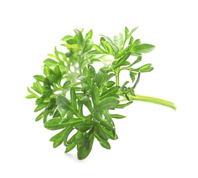 Photo of Fresh green parsley on white background