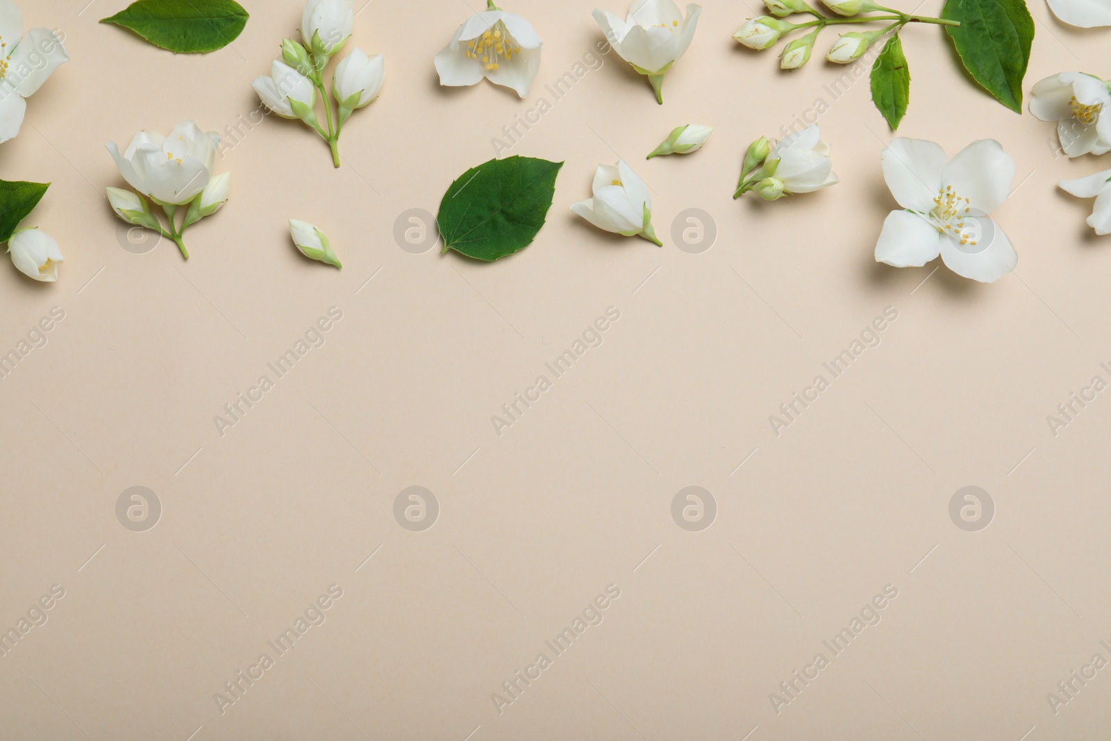 Photo of Flat lay composition with beautiful jasmine flowers on beige background. Space for text