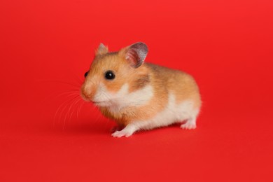 Photo of Cute little fluffy hamster on red background