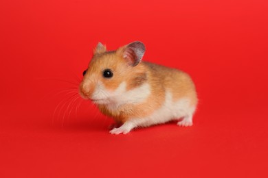 Cute little fluffy hamster on red background