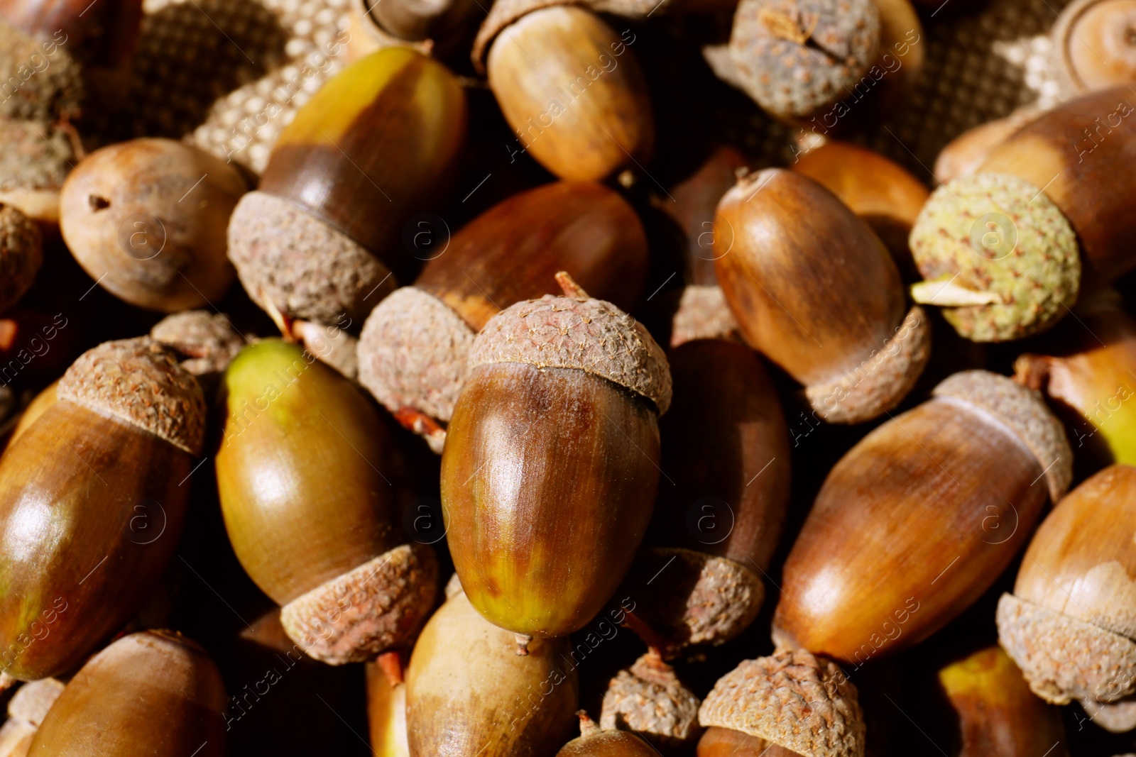 Photo of Pile of acorns as background, closeup view