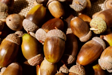 Photo of Pile of acorns as background, closeup view