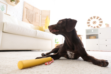 Photo of Cute German Shorthaired Pointer dog playing with toy at home