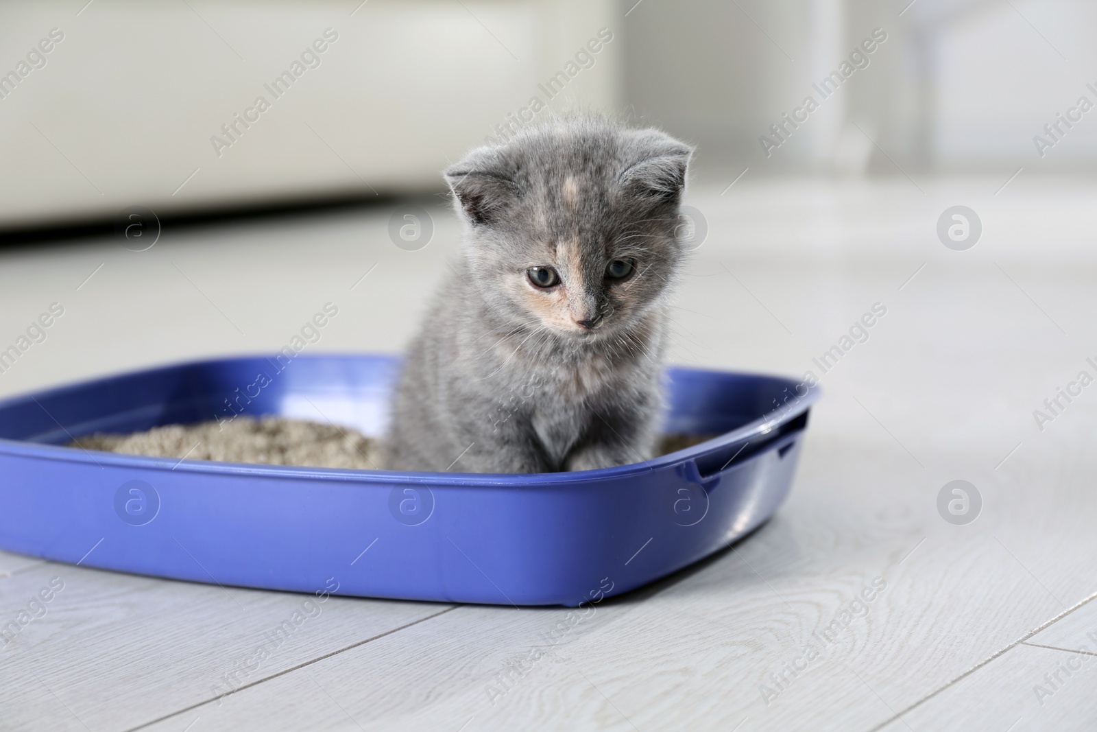 Photo of Cute British Shorthair kitten in litter box at home