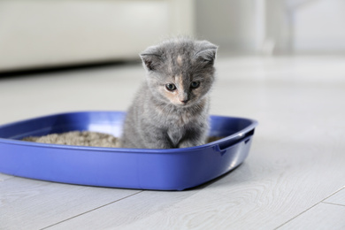 Photo of Cute British Shorthair kitten in litter box at home