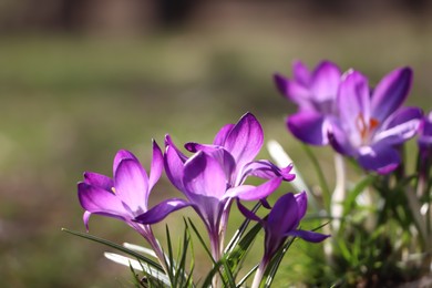 Photo of Fresh purple crocus flowers growing on blurred background