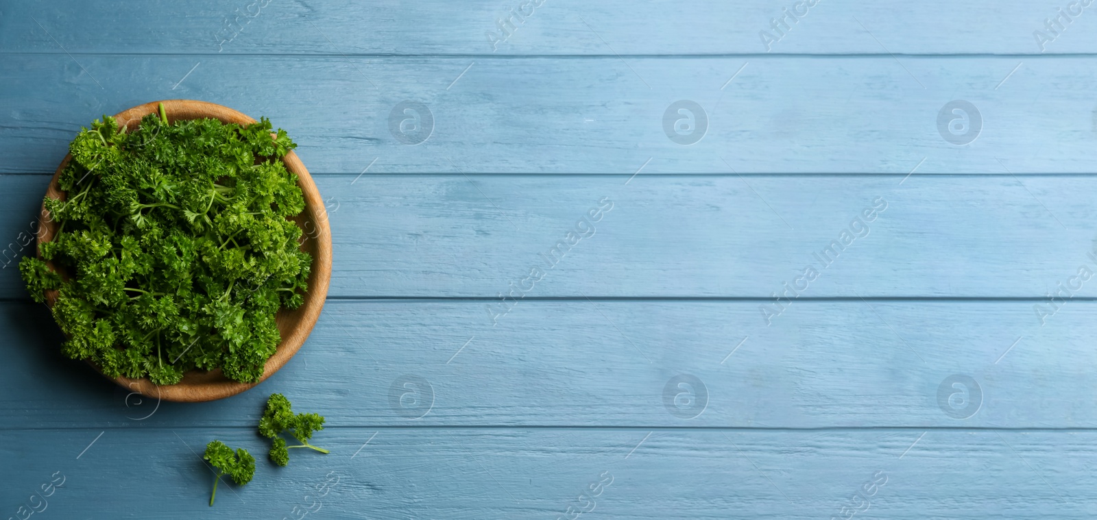 Photo of Fresh curly parsley on blue wooden table, flat lay. Space for text