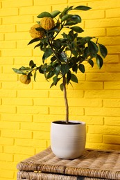 Idea for minimalist interior design. Small potted bergamot tree with fruits on wicker chest near bright yellow brick wall