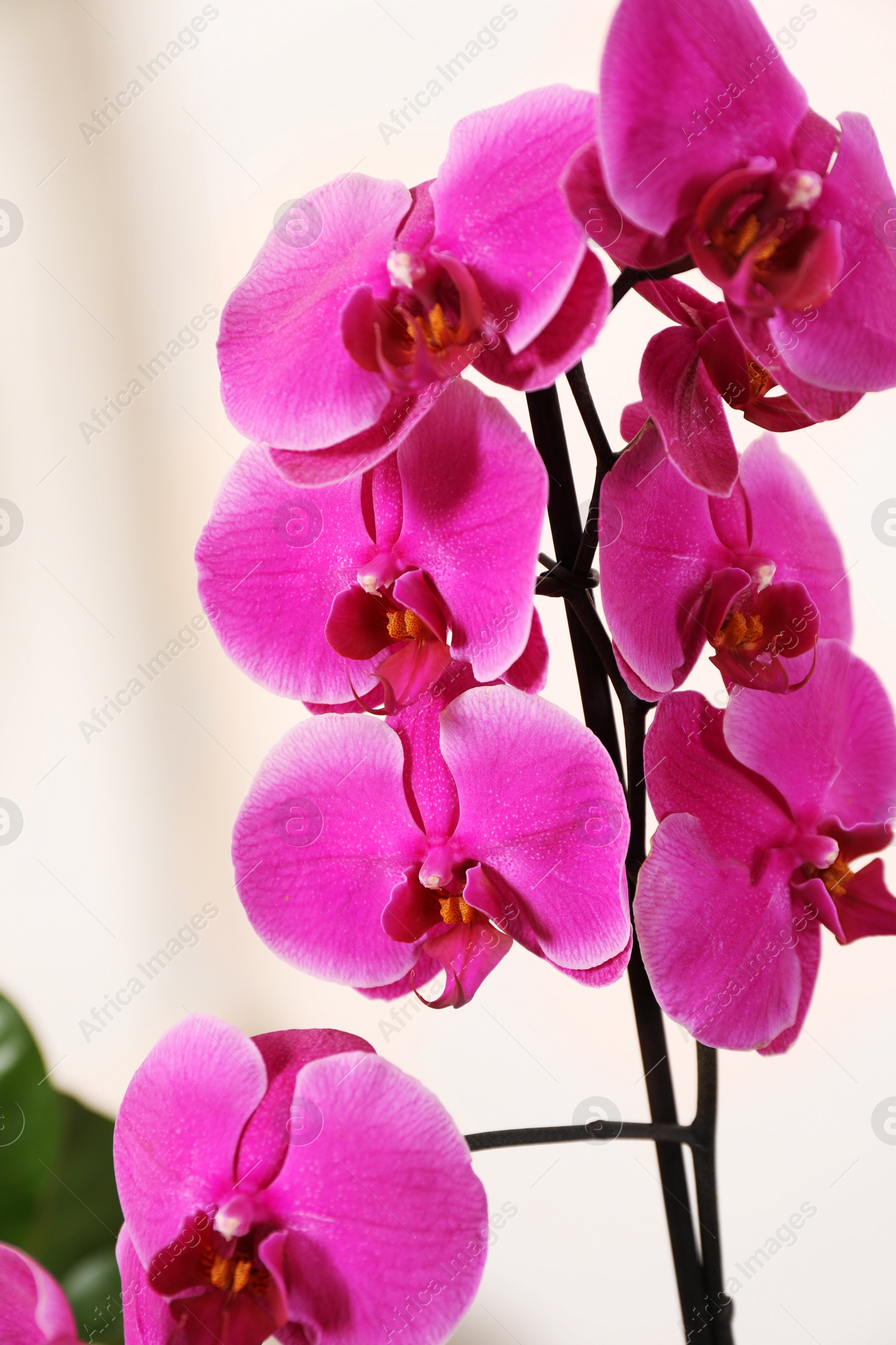 Photo of Beautiful pink orchid flower on white background, closeup. House decor
