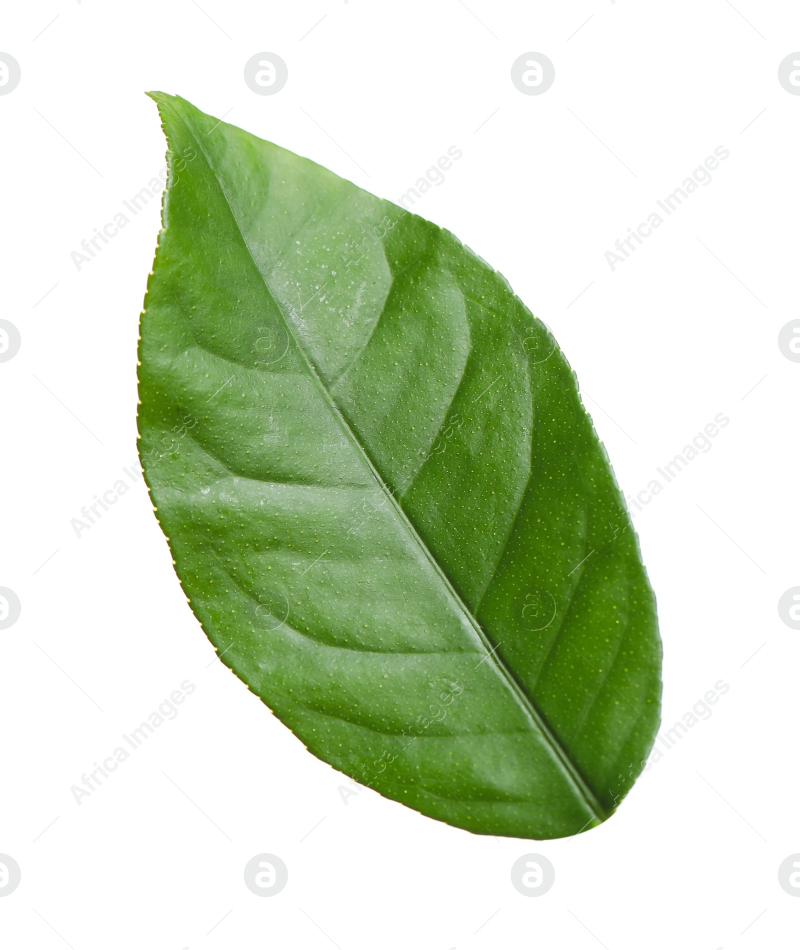 Photo of Green leaf of lemon tree isolated on white