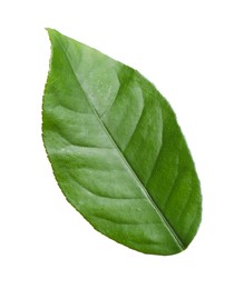 Photo of Green leaf of lemon tree isolated on white