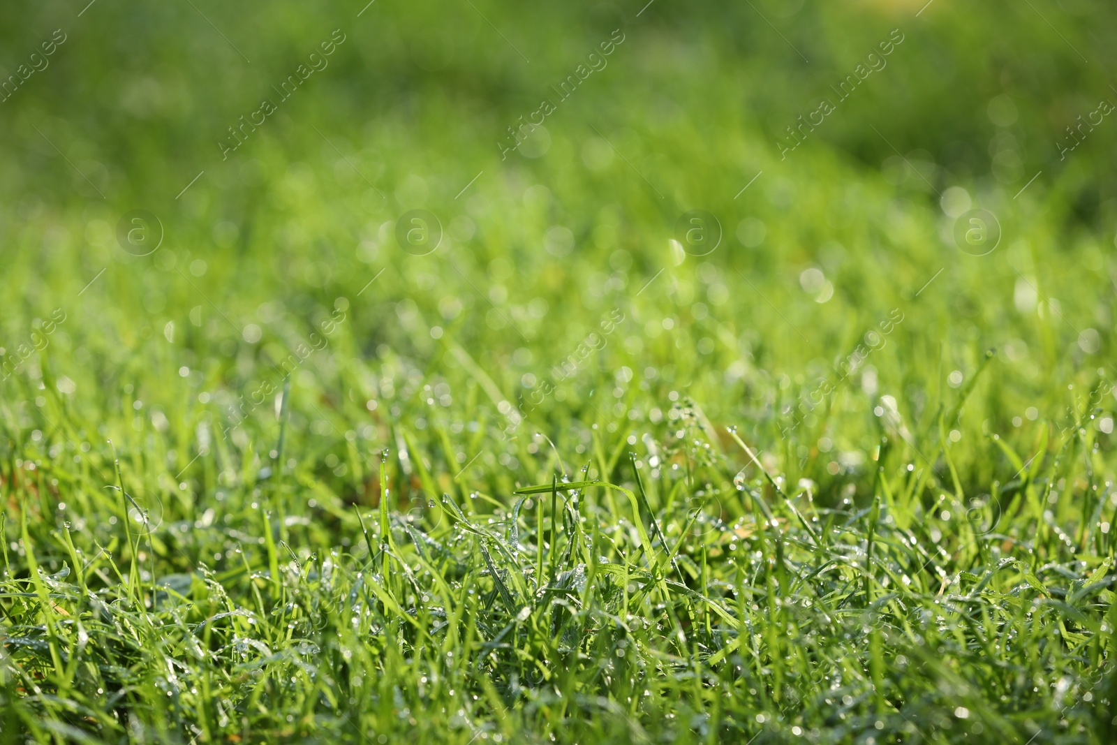 Photo of Fresh green grass with water drops growing outdoors in summer, closeup