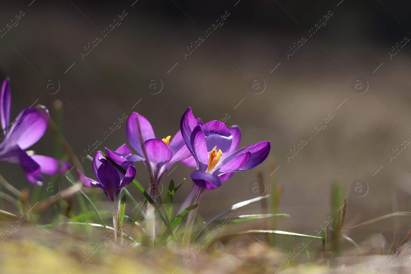 Photo of Fresh purple crocus flowers growing on blurred background