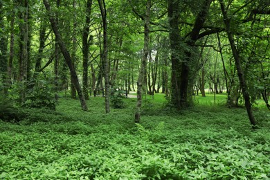 Picturesque view of tranquil park with green plants