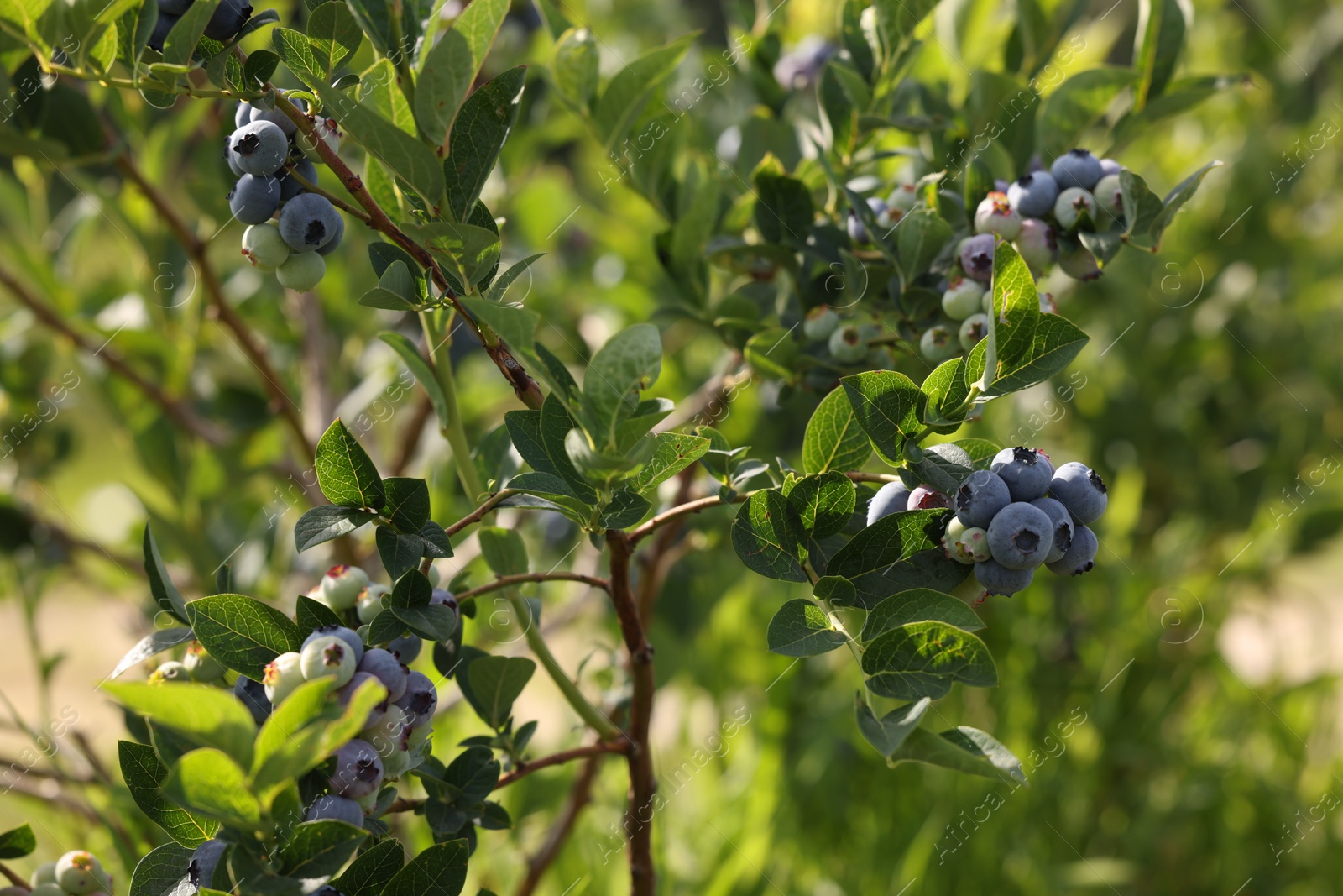 Photo of Bush of wild blueberry with berries growing outdoors