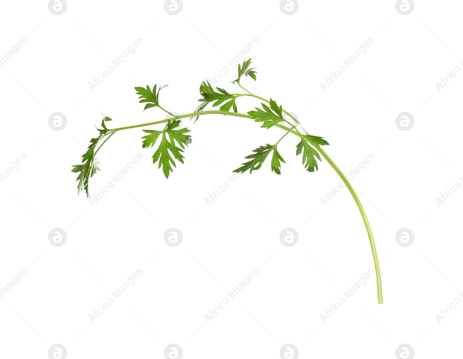 Photo of Fresh green organic parsley on white background