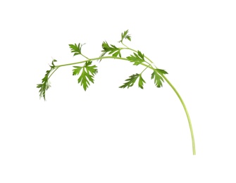 Photo of Fresh green organic parsley on white background