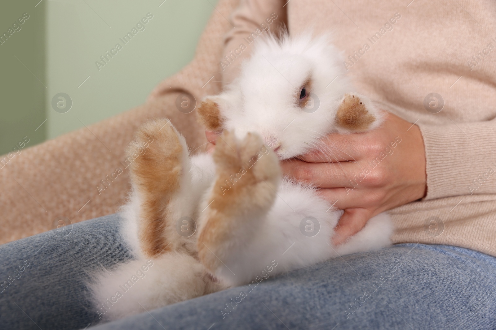 Photo of Woman with fluffy white rabbit, closeup. Cute pet