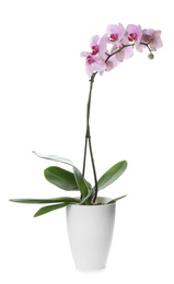 Beautiful potted Phalaenopsis orchid isolated on white
