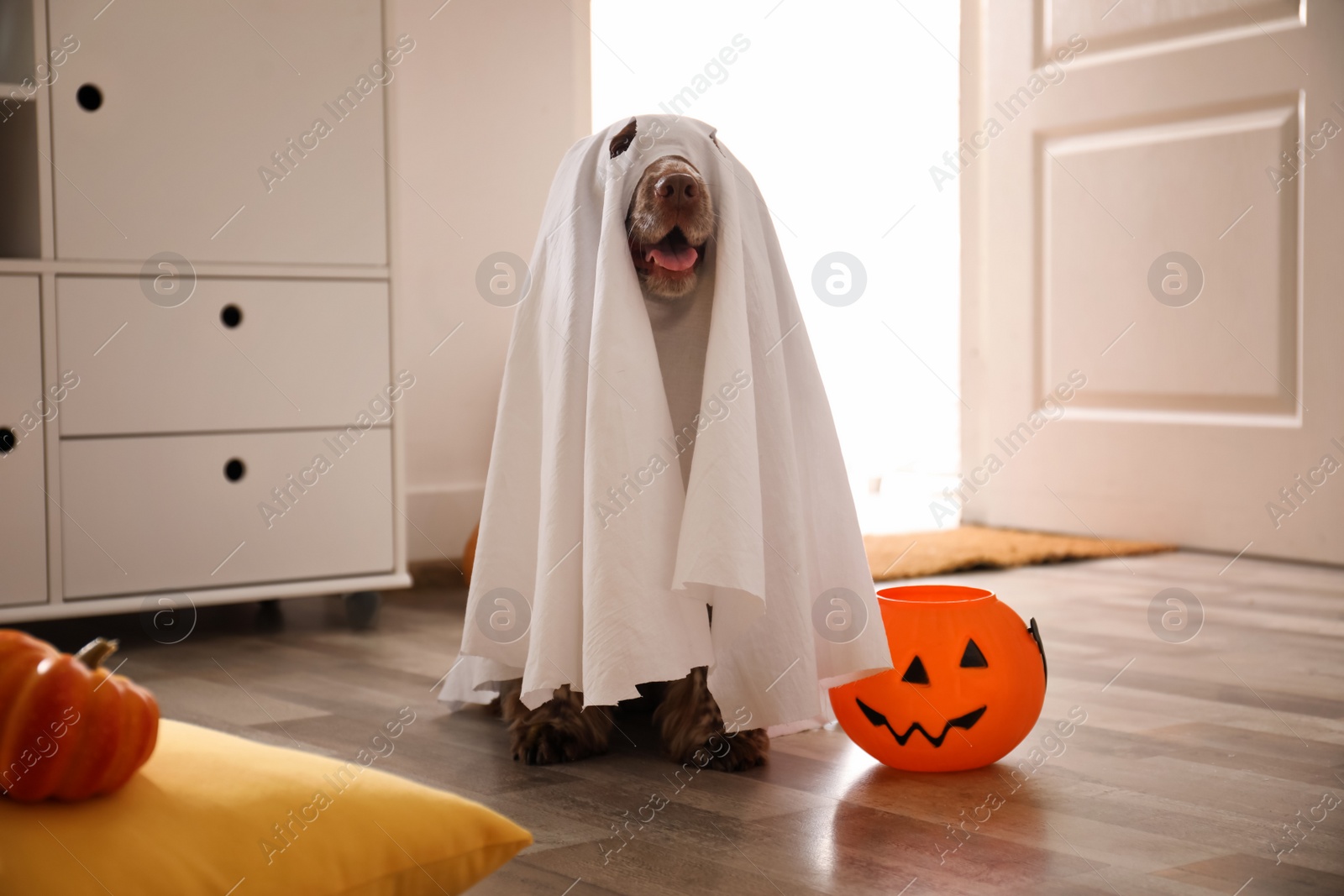 Photo of Adorable English Cocker Spaniel dressed as ghost with Halloween trick or treat bucket at home