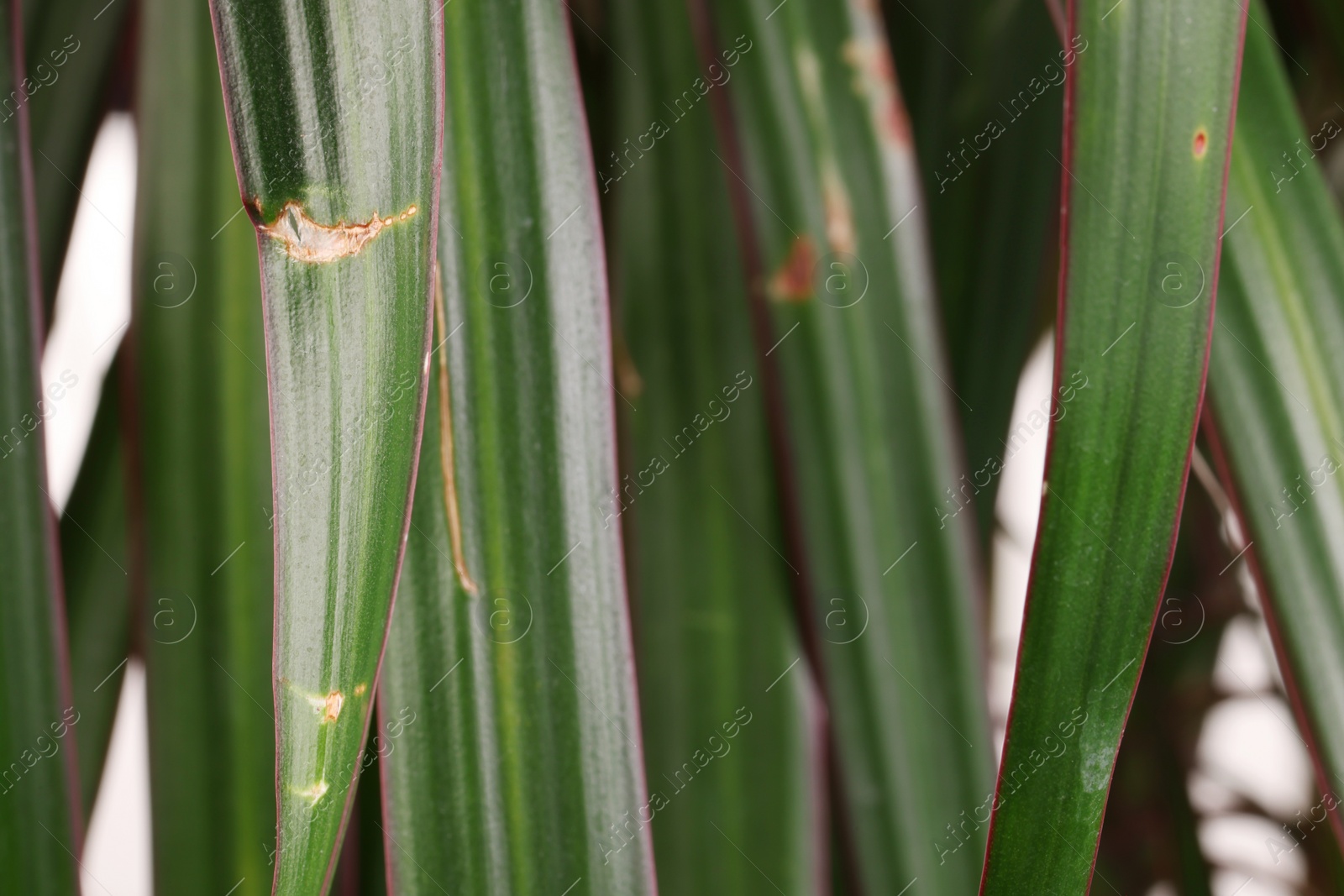 Photo of Potted houseplant with damaged leaves, closeup view