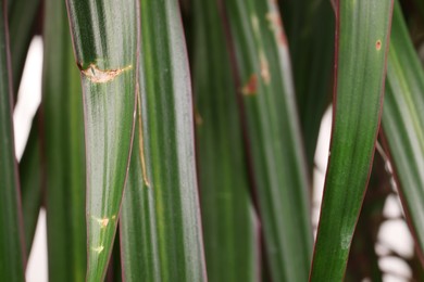 Potted houseplant with damaged leaves, closeup view