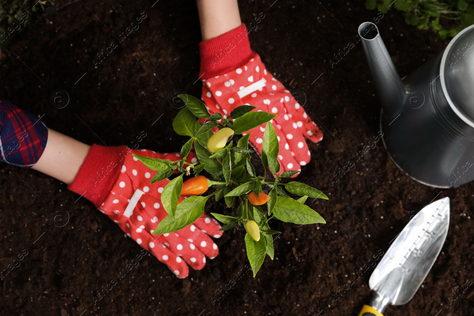Photo of Woman transplanting pepper plant into soil, top view