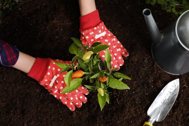 Woman transplanting pepper plant into soil, top view