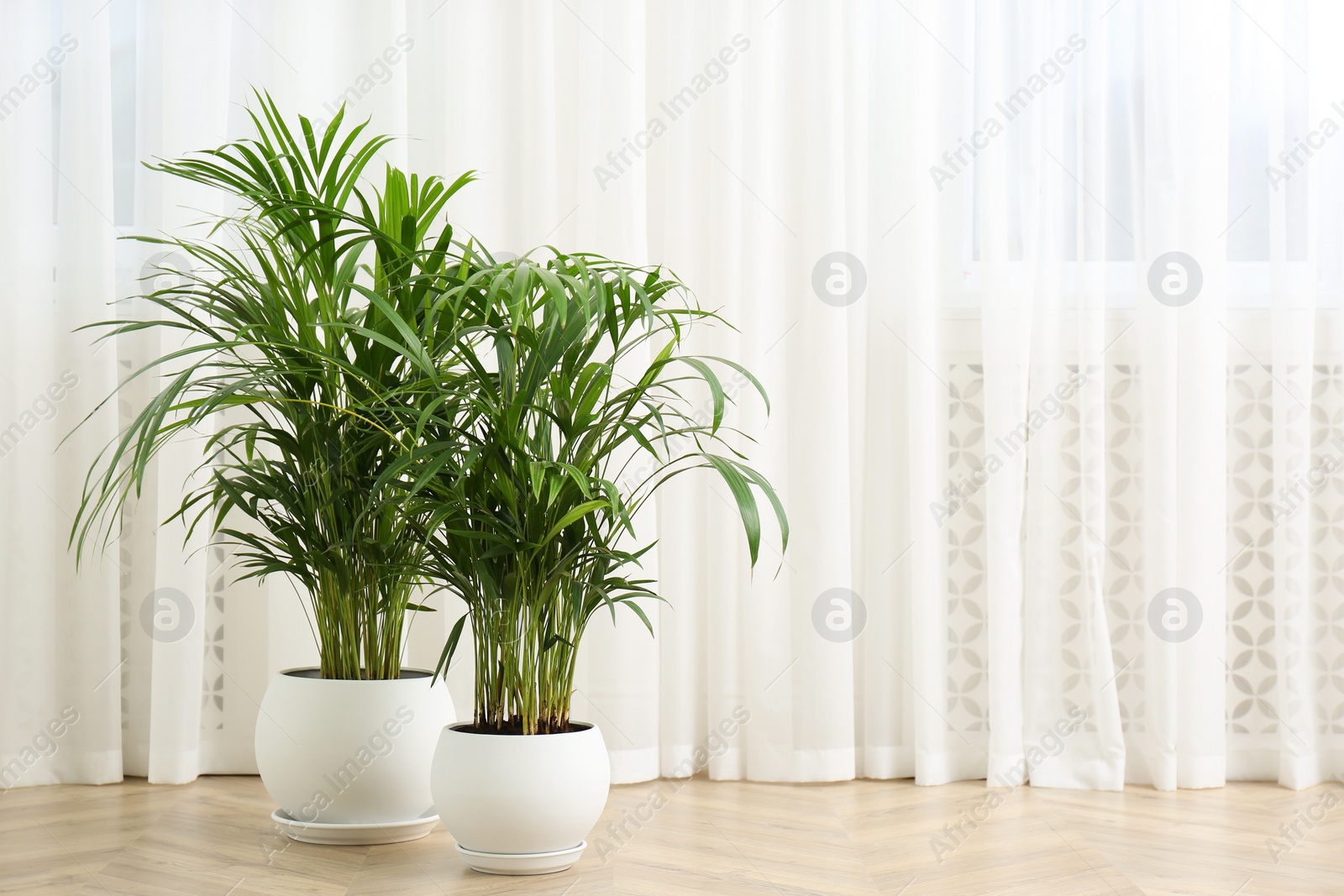 Photo of Beautiful indoor palm plants on floor in room, space for text. House decoration