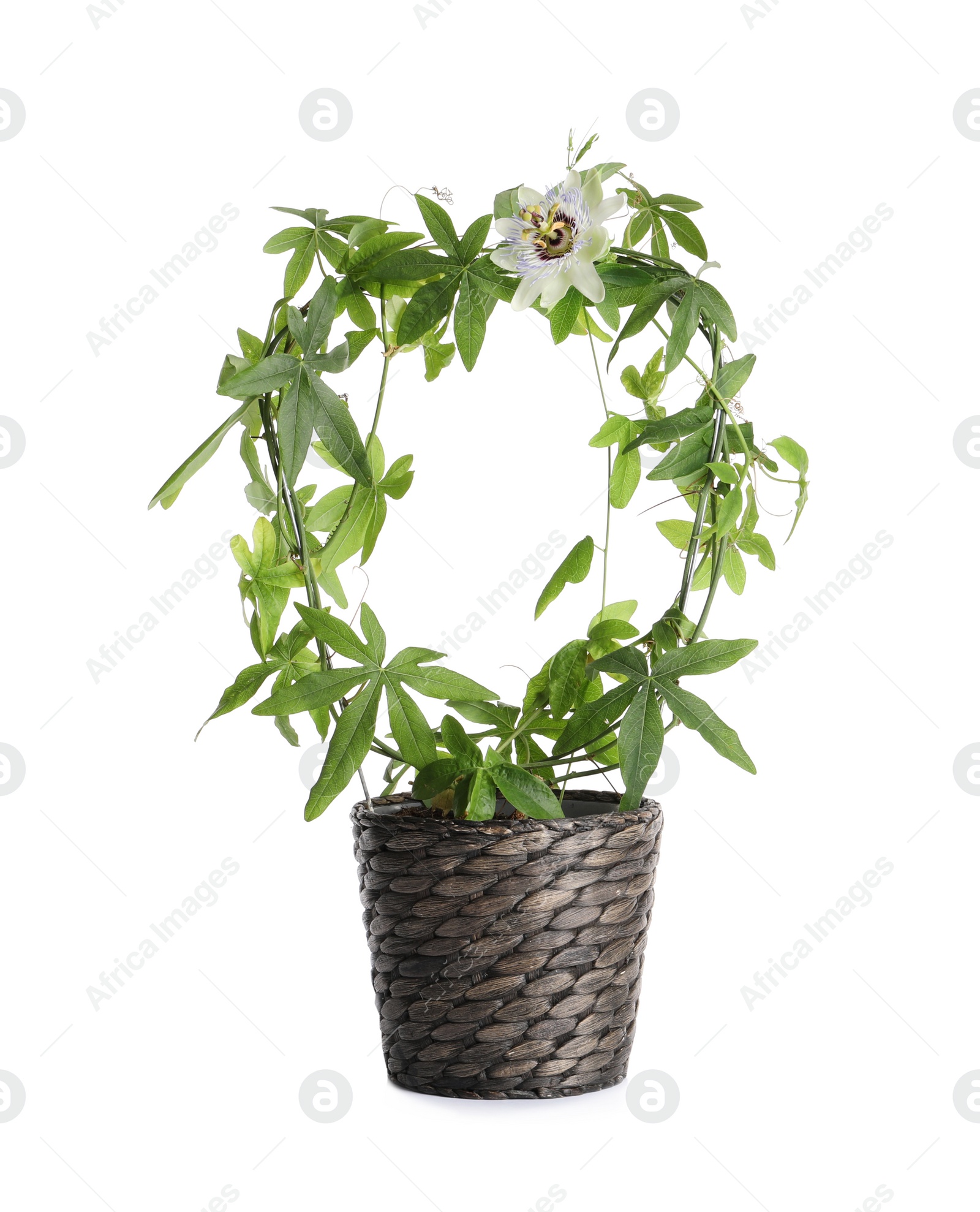 Photo of Beautiful Passiflora plant (passion fruit) in pot isolated on white