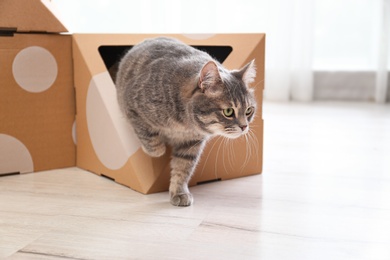 Photo of Cute gray tabby cat playing with cardboard box in room. Lovely pet