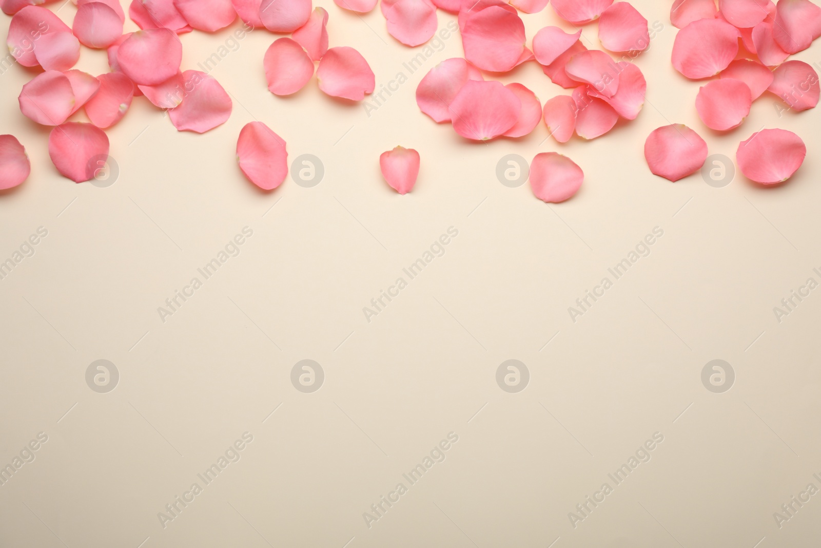 Photo of Beautiful pink rose flower petals on beige background, flat lay. Space for text