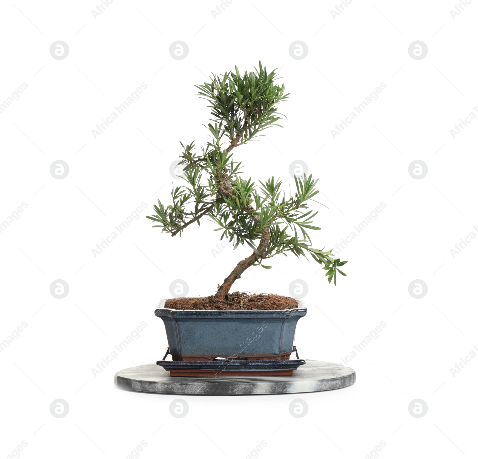 Photo of Japanese bonsai plant isolated on white. Creating zen atmosphere at home