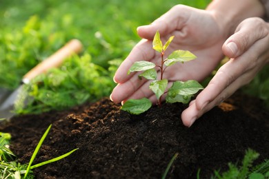 Photo of Woman protecting seedling in garden, closeup. Planting tree