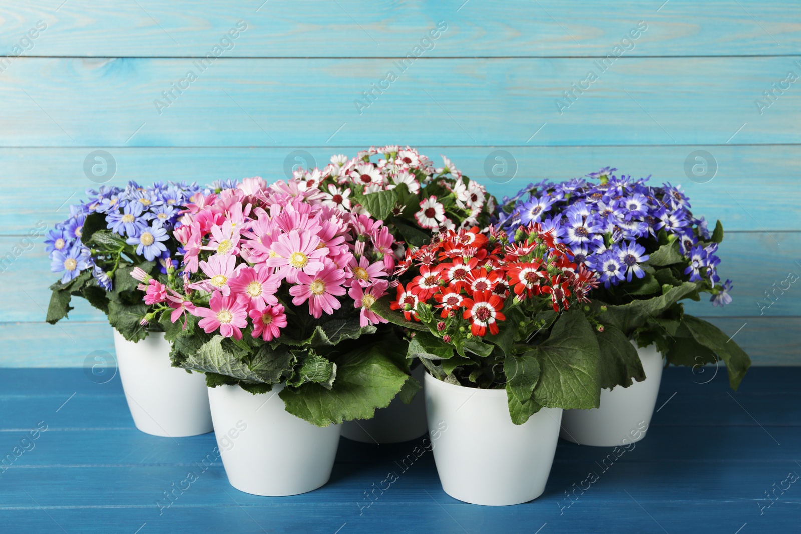 Photo of Beautiful cineraria plants in flower pots on blue wooden table