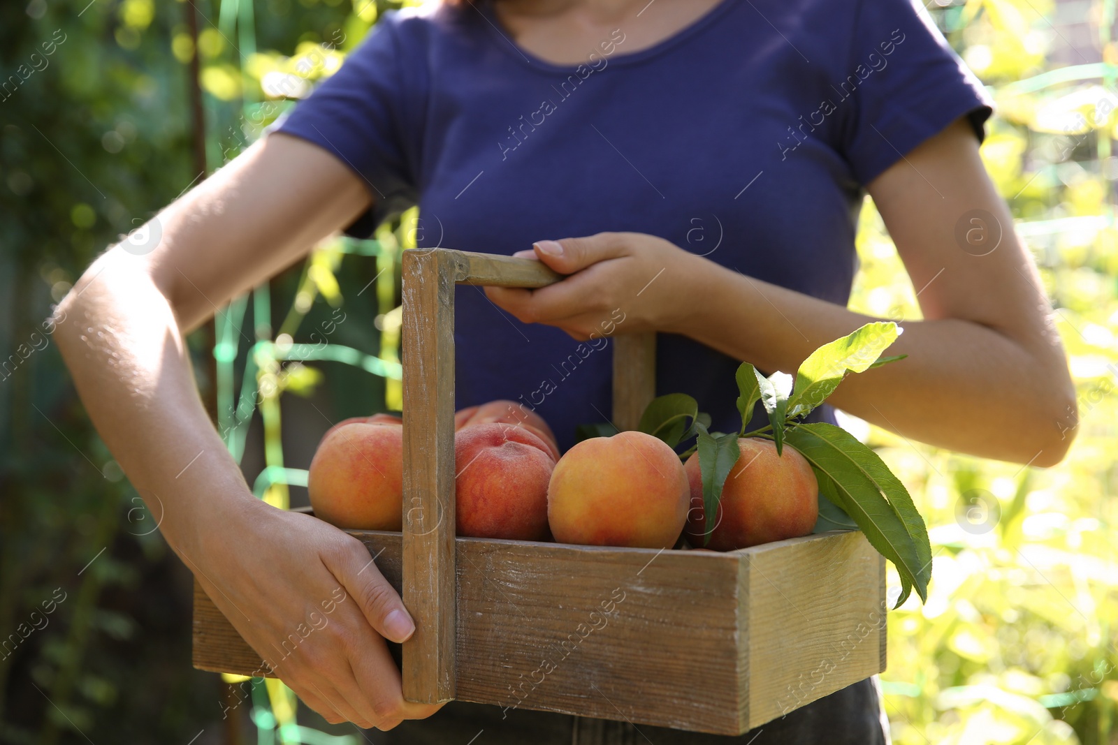 Photo of Woman holding wooden basket with ripe peaches outdoors, closeup