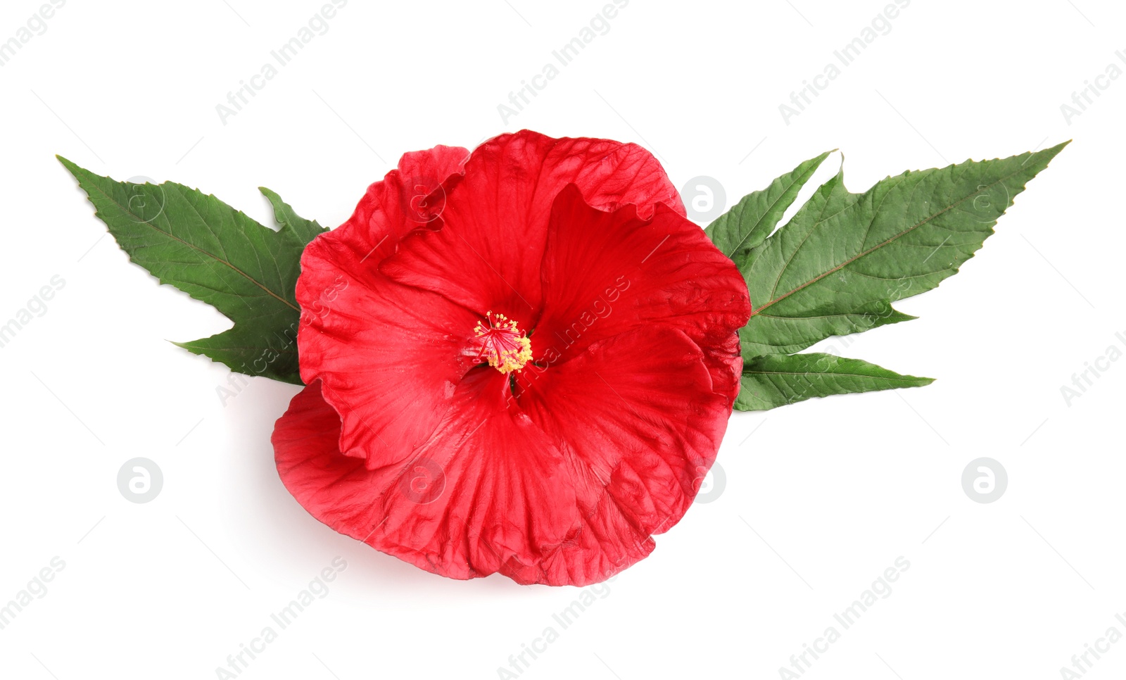 Photo of Beautiful red hibiscus flower on white background