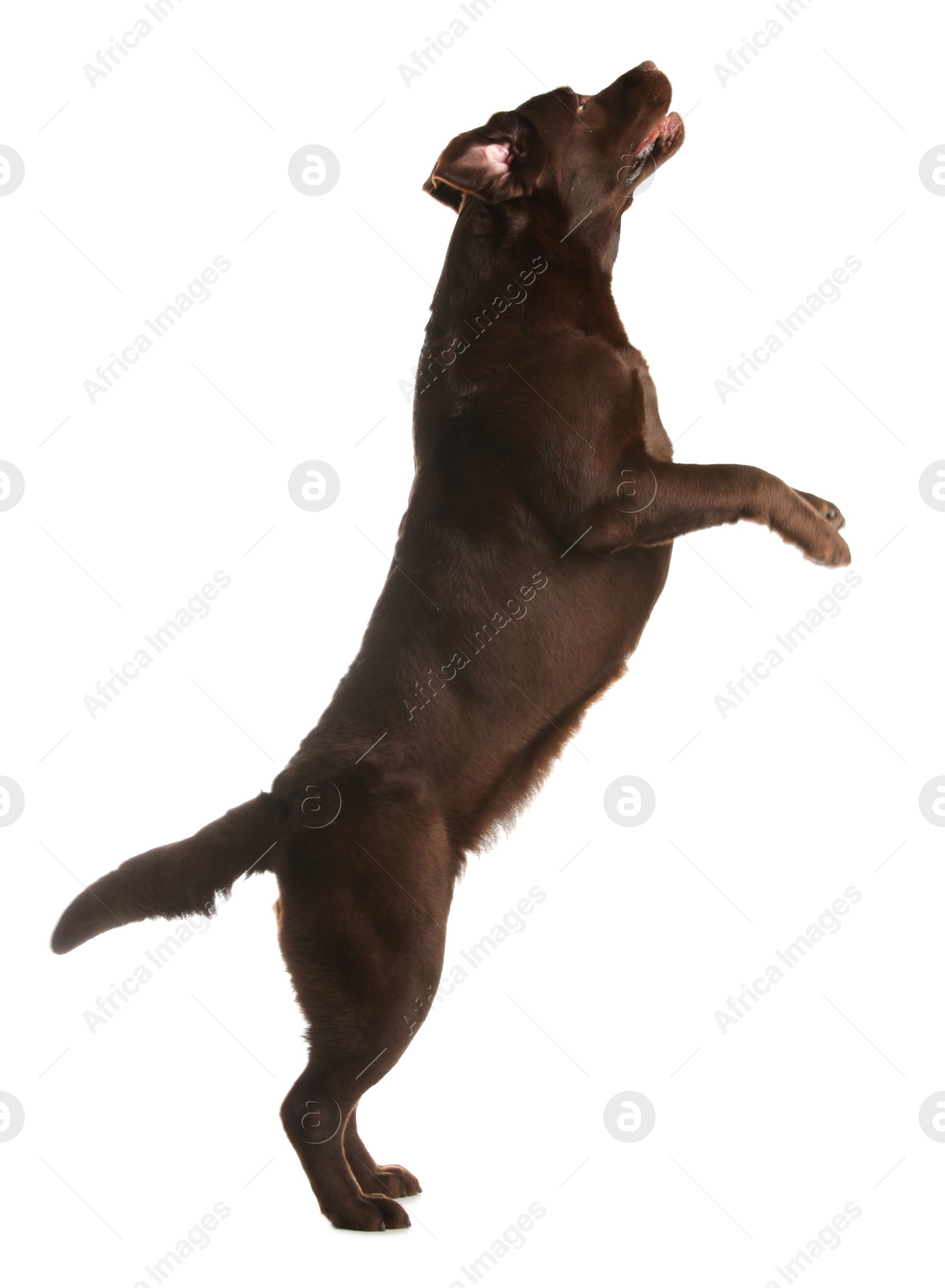 Photo of Chocolate labrador retriever jumping on white background