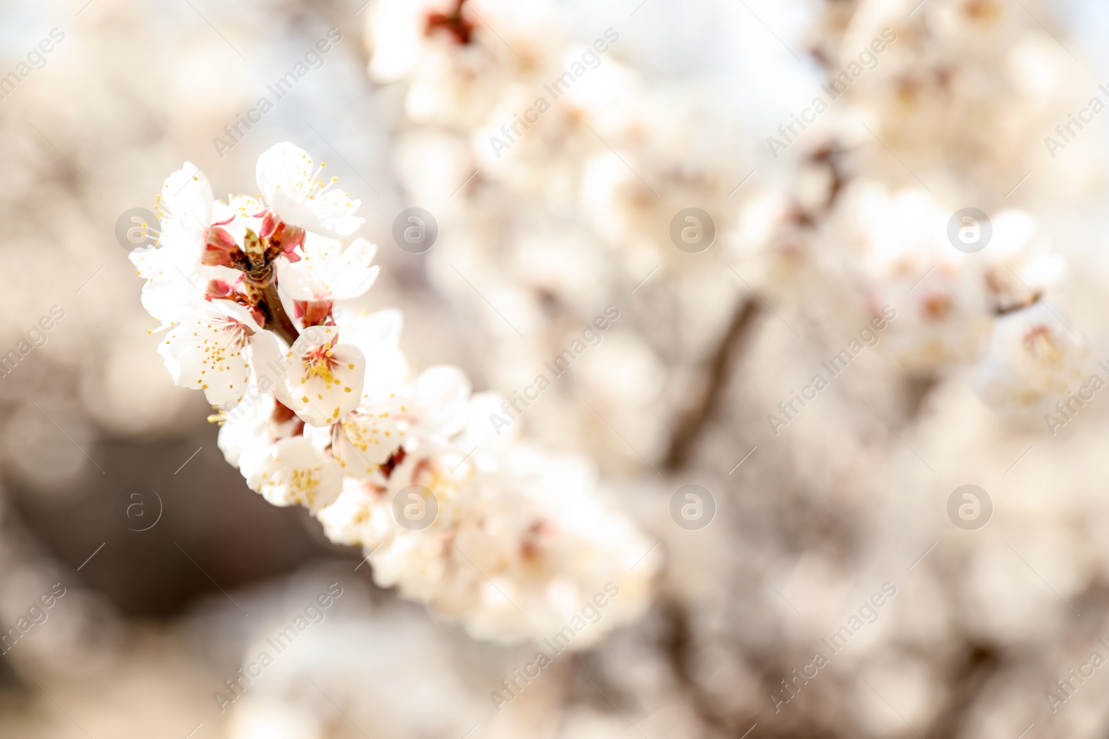 Photo of Beautiful apricot tree branch with tiny tender flowers outdoors, space for text. Awesome spring blossom