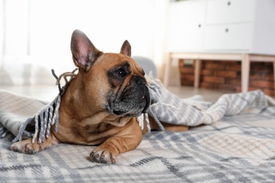 Funny French bulldog under warm plaid at home