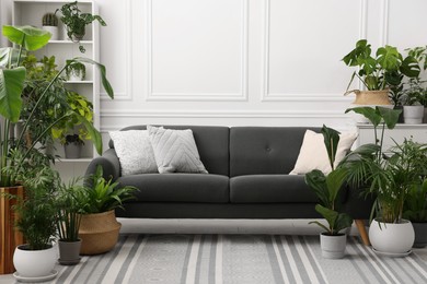 Cozy room interior with different potted green houseplants and comfortable sofa